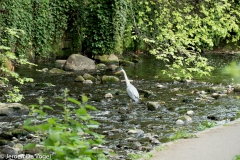 Water of Leith 7