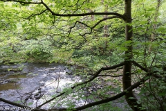 Water of Leith 4