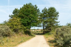 Kennemerduinen-2