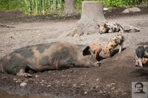 Een varken in de modder, die zichtbaar geniet van zijn leven.