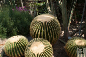 Reusachtige cactussen in de Botanischer Garten.