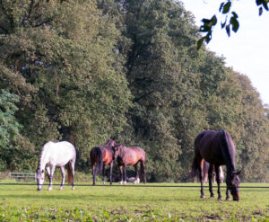Paarden in de wei bij kasteel Doorwerth