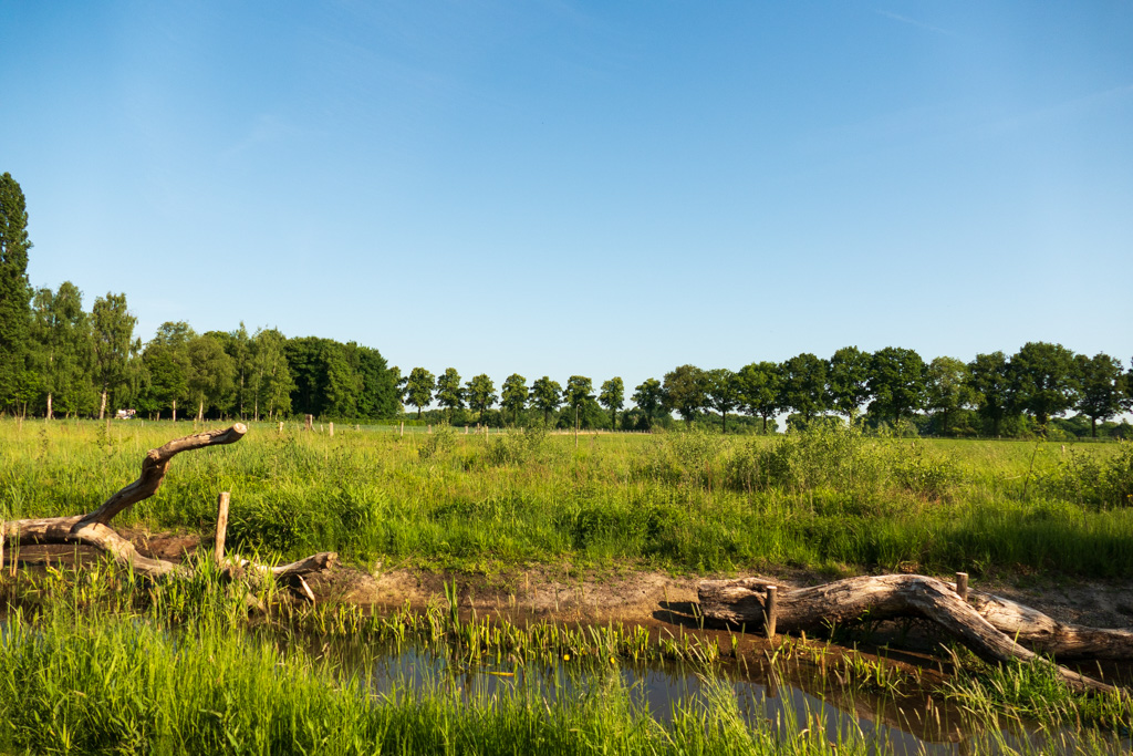 boomstam op de route naar het Reichswald